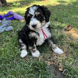 Bernedoodle Puppies from California Mountain Doodles