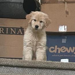 Lilo - Golden female Golden Retriever puppy in Menifee, California from Dioscuri Kennel