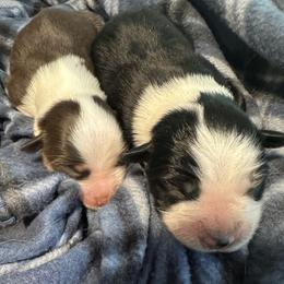 Miniature American Shepherd puppies from Bond’s MAS