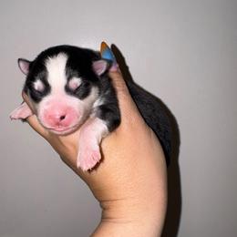 Girl 1 - Black and white female Pomsky puppy in La Verne, California from Red Cedar Pomskies