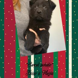 Sweet potato (purple collar) - Black female German Shepherd puppy in Canterbury, Connecticut from Nachtwaechter German Shepherds, LLC