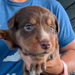 Jessie - Red tri-color female Australian Shepherd puppy in Almo, Kentucky from Riley's Paw Pals