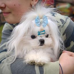 Pippin - Maltese