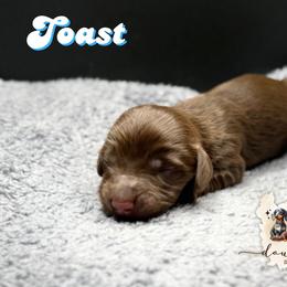 TOAST - Chocolate and tan male Dachshund puppy in Alto, Texas from Double W Doxies