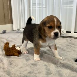 Brody - Black tan and white male Beagle puppy in Harrison, Arkansas from Leslie Beagles of Leslie Farm