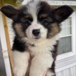 Pembroke Welsh Corgi Puppies from MG Corgis