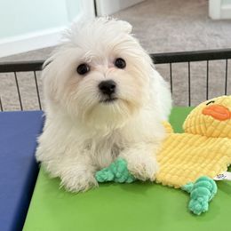 Vinnie - White male Maltese puppy in Colonial Beach, Virginia from BeachRidge Pups