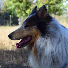 Phoebe - Collie