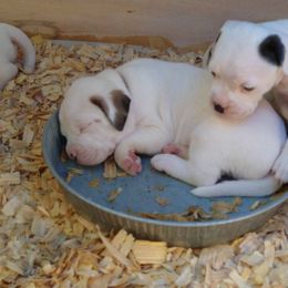 American Bulldog Puppies from Iron Will American Bulldogs
