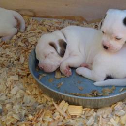 American Bulldog Puppies from Iron Will American Bulldogs