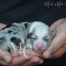 Blue Merle M 1 Fluff - Blue merle and white male American Corgi puppy in Straughn, Alabama from Magnolia Creek Corgis