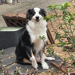 Cassie - Australian Shepherd