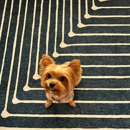 Sisi - Yorkshire Terrier