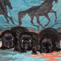 Blue girl 3 - Blue female Shih Tzu puppy in Newark, Ohio from Gemini Kennels