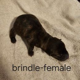 Girl 1 - Chocolate dilute female Chinese Shar-Pei puppy in Kingsport, Tennessee from Wrinkle Babies