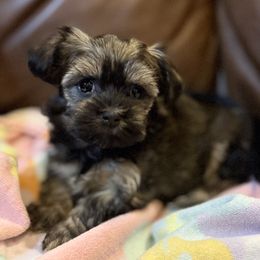 Missy - Fawn sable female Havanese puppy in Lancaster, South Carolina from 3 Bs Havanese-PUPPIES with  PURPOSE