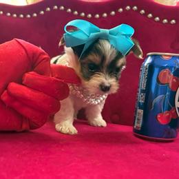 Banana - Parti male Yorkipoo puppy in Pennsauken, New Jersey from Noir Luxe Litters of NJ