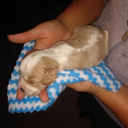 Milo - Tan and white male Cavachon puppy in Millersburg, Ohio from My Furry Friends