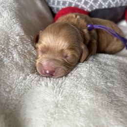 Girl 5 Baby Spice - Red Cockapoo puppy in Chesapeake, Virginia from Chesapeake Cockapoos