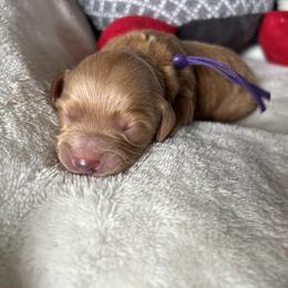 Girl 5 Baby Spice - Red Cockapoo puppy in Chesapeake, Virginia from Chesapeake Cockapoos
