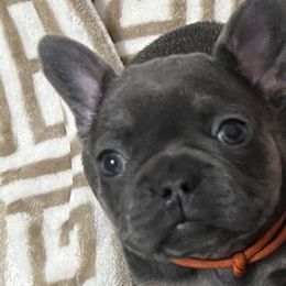 Girl 4 - Blue French Bulldog puppy in Texas from Hou Frenchised