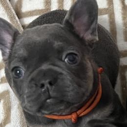 Girl 4 - Blue French Bulldog puppy in Texas from Hou Frenchised