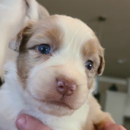 Red Merle Female #2 - Red merle Australian Shepherd puppy in Fresno, California from Ellison Family Homestead