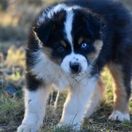 Presley - Black tri-color male Australian Shepherd puppy in Prineville, Oregon from KC’s Aussies