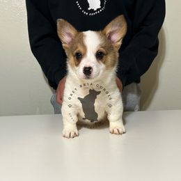White Collar Girl - Sable Pembroke Welsh Corgi puppy in Fresno, California from Grey Bria Corgis