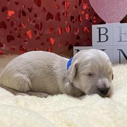 Buddy - Cream male Dachshund puppy in Paris, Texas from Michel Creek Kennel