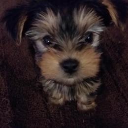 Eva - Black and tan female Yorkshire Terrier puppy in Boston, Massachusetts from Emilia's Yorkshire Terriers