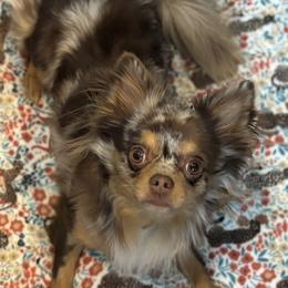 Arlo - Chihuahua