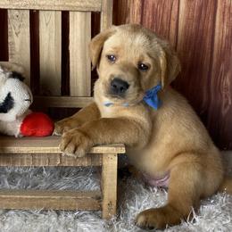 Bloo - Yellow male Labrador Retriever puppy in Newmanstown, Pennsylvania from Royalty Retrievers