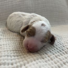 Teddy - Blenheim male Cavapoo puppy in Glendale, Arizona from Dashing Dogs