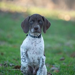 German Shorthaired Pointer and Vizsla Puppies from Nosam Kennels