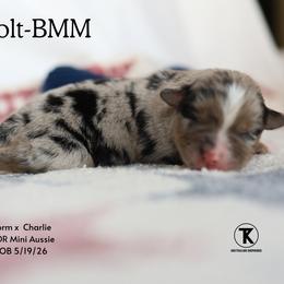 Colt- Blue Merle Male - Blue merle male Miniature Australian Shepherd puppy in Nacogdoches, Texas from TK Standard, Mini, & Toy Aussies