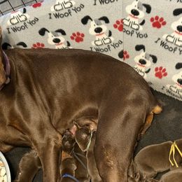 Teal Collar - Red and rust female Doberman Pinscher puppy in Lake City, Florida from Paintedcrazy Doberman Pinchers