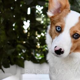 Pembroke Welsh Corgis from Blacktail Mountain Corgis