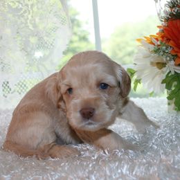 Australian Labradoodle Puppies from Windsor Creek Labradoodles