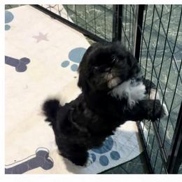 Missy - Black and white female Shih Tzu puppy in Hull, Georgia from Precious to the world Shih Tzu’s