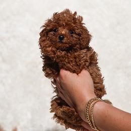 Chili-Red Collar - Red  female Poodle puppy in Atlanta, Georgia from Sprinkle Me Puppy