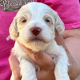 Ghost - Red roan male Cockapoo puppy in Mocksville, North Carolina from Little Bear Doodles