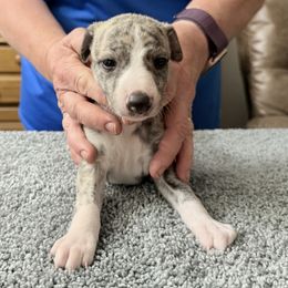 Boy Three - Fawn brindle male Whippet puppy in Williamsport, Pennsylvania from Willowisp Whippets