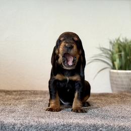 Little Grey Boy - Black and tan male Black and Tan Coonhound puppy in Oregon from Toodaloo Coonhounds