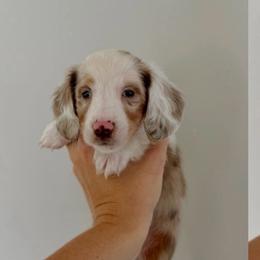 Bo peep - Dapple female Dachshund puppy in Dayton, Ohio from LUXEYPUPS