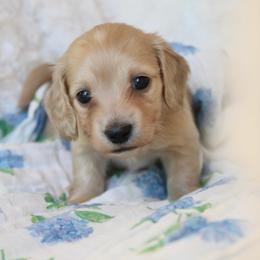 Glory - Cream female Dachshund puppy in Laurel, Mississippi from Kissinger Dachshunds