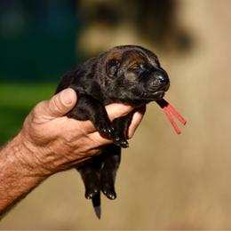 Red - Sable female German Shepherd puppy in Cherryville, North Carolina from Masky Kennel