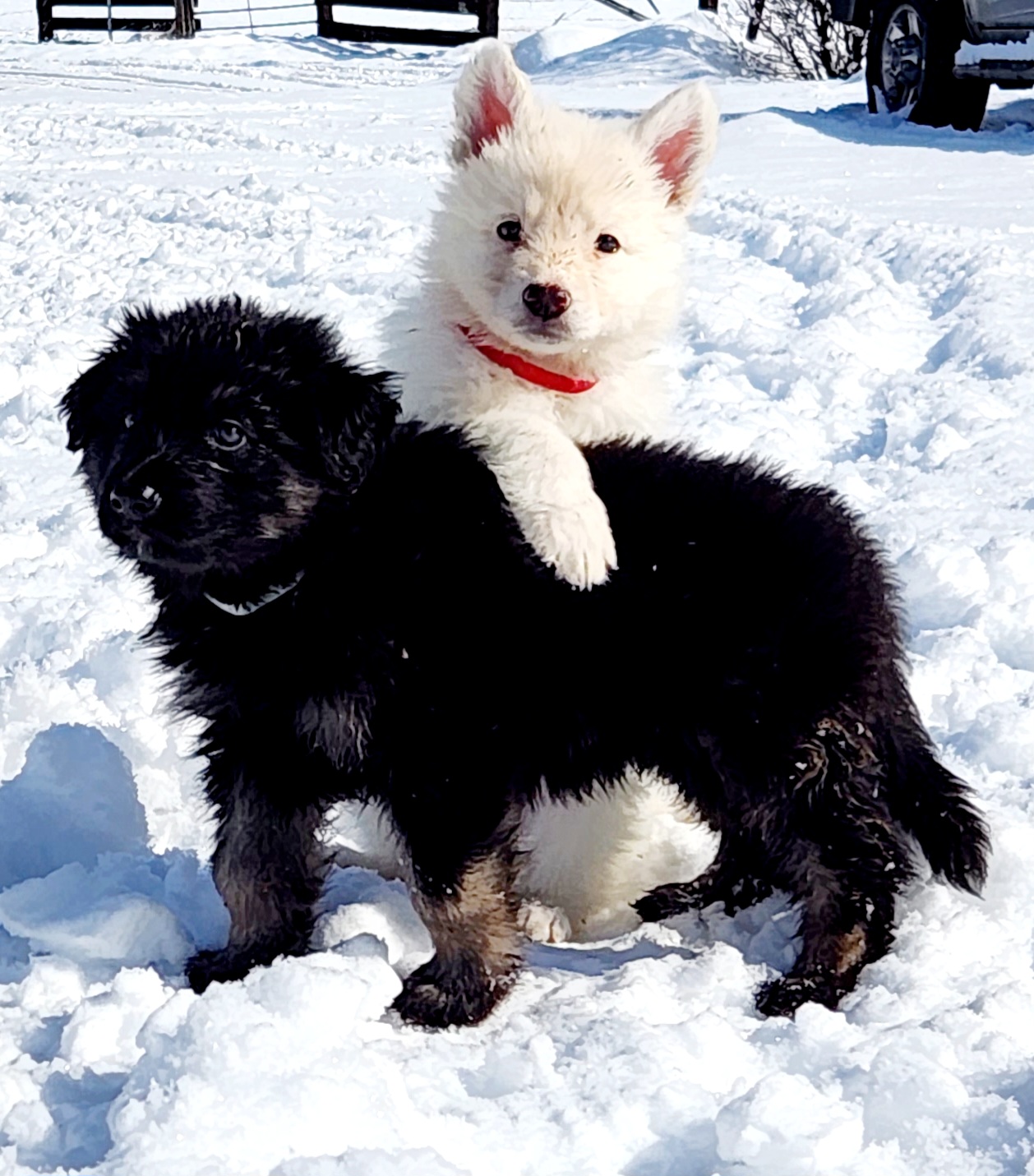 Girl 1 - White Shiloh Shepherd puppy in Charlo, Montana from IdleWilde Shilohs