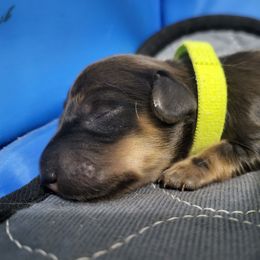 Green - Red male Dachshund puppy in Casa Grande, Arizona from Harris Hugs and Wiener Wiggles