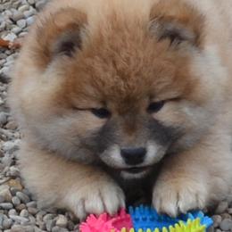 Shiba Inu and Yorkshire Terrier Puppies from Royal Kennels
